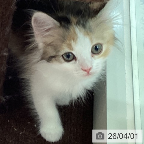 埼玉県のサイベリアン (ペットプラス イオンモール春日部店/2026年1月29日生まれ/女の子/トービーホワイト)の子猫の3枚目の画像