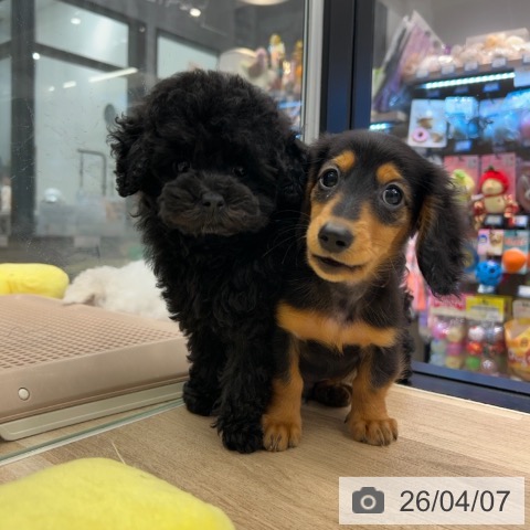 神奈川県のトイプードル(トイ) (ペットプラス 武蔵小杉店/2026年1月20日生まれ/女の子/ブラック)の子犬の4枚目の画像