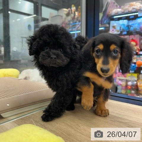 神奈川県のトイプードル(トイ) (ペットプラス 武蔵小杉店/2026年1月20日生まれ/女の子/ブラック)の子犬の3枚目の画像