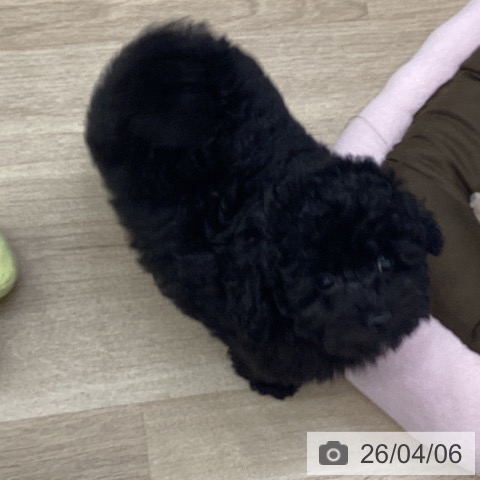 千葉県のトイプードル(トイ) (ペットプラス 船橋店/2026年1月20日生まれ/女の子/ブラック)の子犬の4枚目の画像