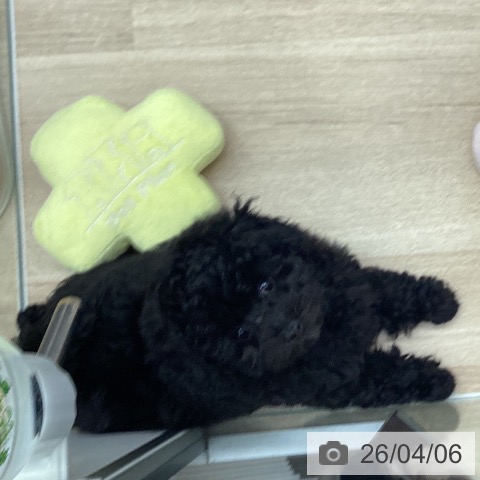 千葉県のトイプードル(トイ) (ペットプラス 船橋店/2026年1月20日生まれ/女の子/ブラック)の子犬の3枚目の画像
