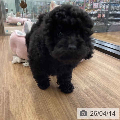 茨城県のトイプードル(トイ) (ペッツワン つくば店/2026年1月26日生まれ/男の子/ブラック)の子犬の4枚目の画像