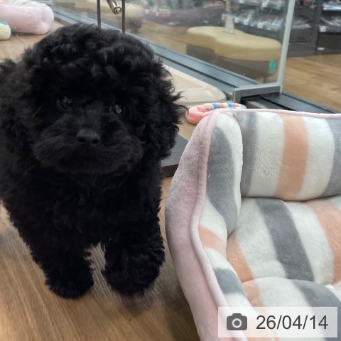 茨城県のトイプードル(トイ) (ペッツワン つくば店/2026年1月26日生まれ/男の子/ブラック)の子犬の3枚目の画像