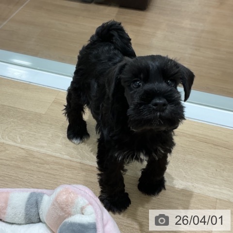 岩手県のミニチュアシュナウザー (ペットプラス 盛岡南店/2026年1月28日生まれ/女の子/ブラックシルバー)の子犬の4枚目の画像