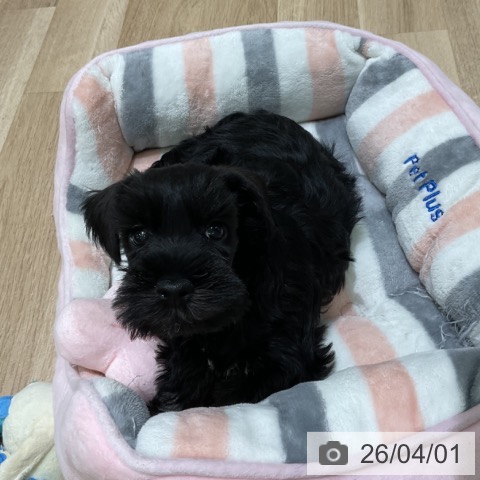 岩手県のミニチュアシュナウザー (ペットプラス 盛岡南店/2026年1月28日生まれ/女の子/ブラックシルバー)の子犬の3枚目の画像