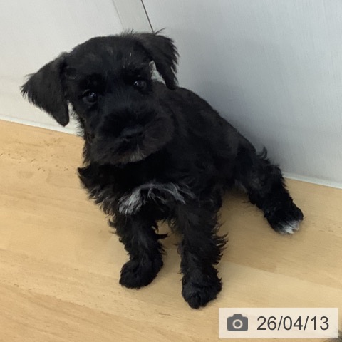 青森県のミニチュアシュナウザー (ペットプラス 青森浜田店/2026年1月28日生まれ/女の子/ソルトペッパー)の子犬の4枚目の画像