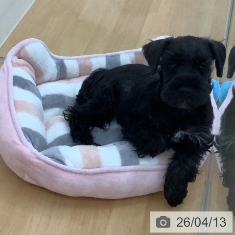 青森県のミニチュアシュナウザー (ペットプラス 青森浜田店/2026年1月28日生まれ/女の子/ソルトペッパー)の子犬の3枚目の画像