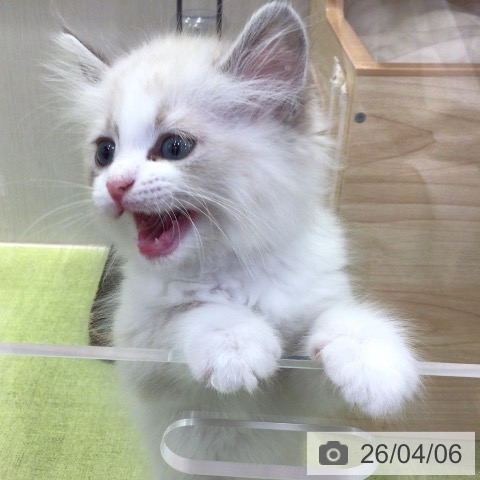 千葉県のネヴァマスカレード (ペットプラス 幕張新都心店/2026年1月29日生まれ/男の子/ブルーリンクスポイント)の子猫の3枚目の画像