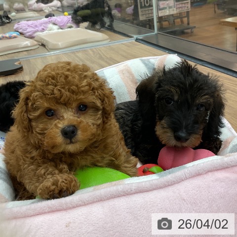 ミニチュア・ダックスフンドの写真