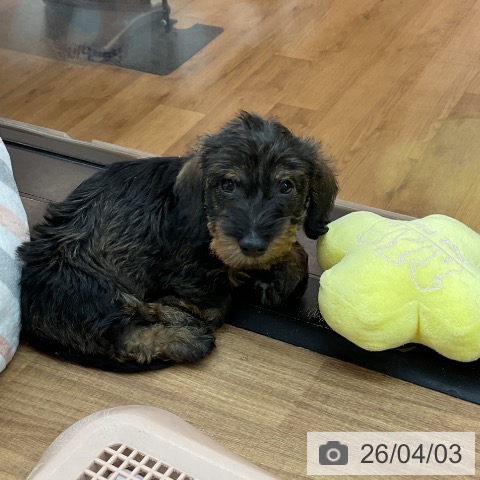 東京都のミニチュアダックスフンド(ロング) (ペッツワン 青梅インター店/2026年1月30日生まれ/男の子/ワイルドボアー)の子犬の3枚目の画像