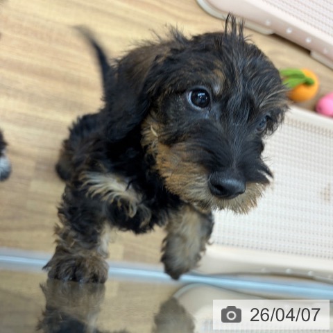 東京都のミニチュアダックスフンド(ロング) (ペッツワン 青梅インター店/2026年1月30日生まれ/男の子/ワイルドボアー)の子犬の3枚目の画像