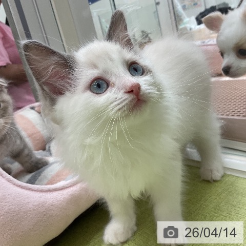 ラグドールの写真