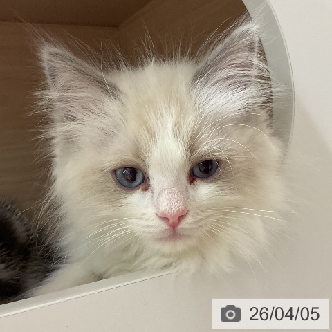 神奈川県のラグドール (ペットプラス モザイクモール港北店/2026年1月29日生まれ/男の子/ブルーポイントバイカラー)の子猫の4枚目の画像