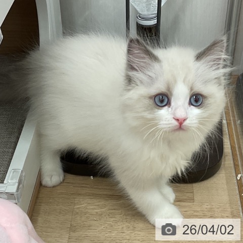 ラグドールの写真