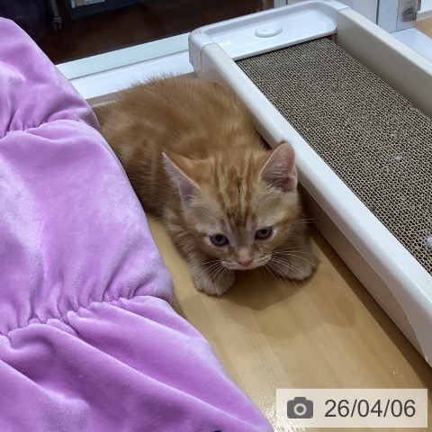 香川県のアメリカンショートヘアー (ペットプラス 綾川店/2026年1月30日生まれ/男の子/レッドタビー)の子猫の4枚目の画像