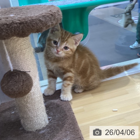 香川県のアメリカンショートヘアー (ペットプラス 綾川店/2026年1月30日生まれ/男の子/レッドタビー)の子猫の3枚目の画像