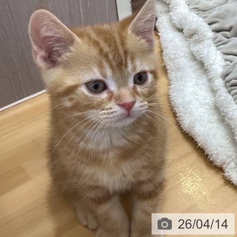 香川県のアメリカンショートヘアー (ペットプラス 綾川店/2026年1月30日生まれ/男の子/レッドタビー)の子猫の4枚目の画像