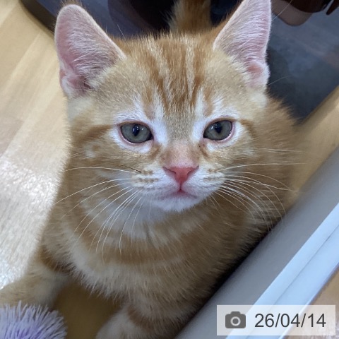 香川県のアメリカンショートヘアー (ペットプラス 綾川店/2026年1月30日生まれ/男の子/レッドタビー)の子猫の3枚目の画像