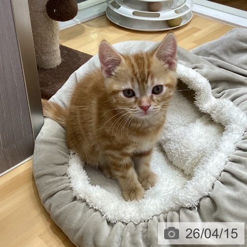 香川県のアメリカンショートヘアー (ペットプラス 綾川店/2026年1月30日生まれ/男の子/レッドタビー)の子猫の4枚目の画像