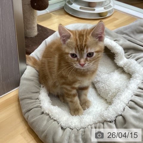 香川県のアメリカンショートヘアー (ペットプラス 綾川店/2026年1月30日生まれ/男の子/レッドタビー)の子猫の3枚目の画像