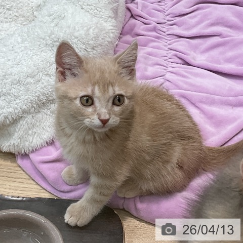 埼玉県のアメリカンショートヘアー (ペットプラス ららぽーと新三郷店/2026年1月30日生まれ/男の子/クリームタビー)の子猫の4枚目の画像