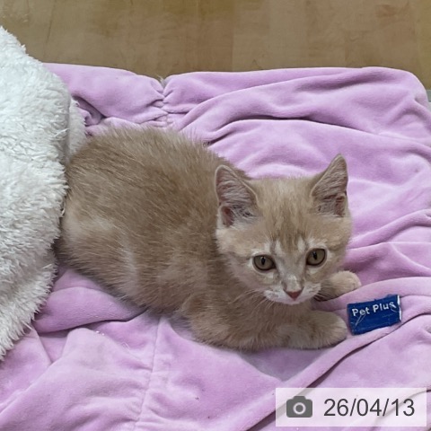 埼玉県のアメリカンショートヘアー (ペットプラス ららぽーと新三郷店/2026年1月30日生まれ/男の子/クリームタビー)の子猫の3枚目の画像