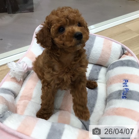 東京都のトイプードル(トイ) (ペットプラス 日の出店/2026年1月30日生まれ/女の子/レッド)の子犬の3枚目の画像
