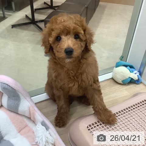 東京都のトイプードル(トイ) (ペットプラス 日の出店/2026年1月30日生まれ/女の子/レッド)の子犬の3枚目の画像