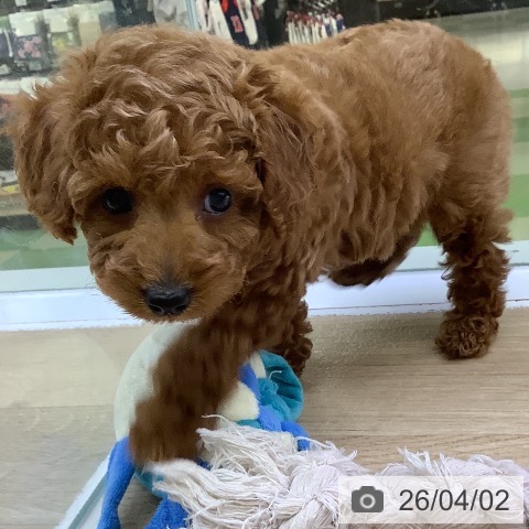 トイ・プードルの写真