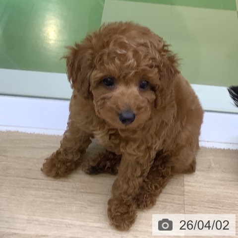 トイ・プードルの写真