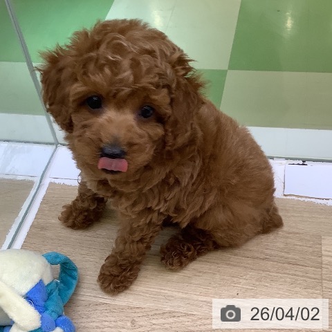 トイ・プードルの写真