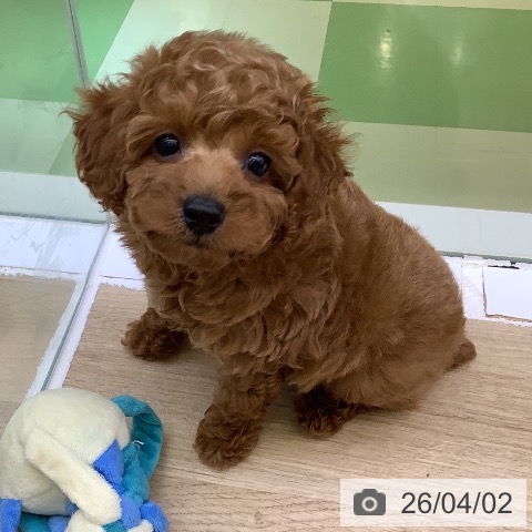 トイ・プードルの写真