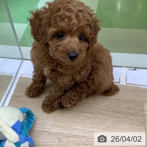 山梨県のトイプードル(トイ) (ペットプラス 甲府昭和店/2026年1月30日生まれ/女の子/レッド)の子犬の4枚目の画像