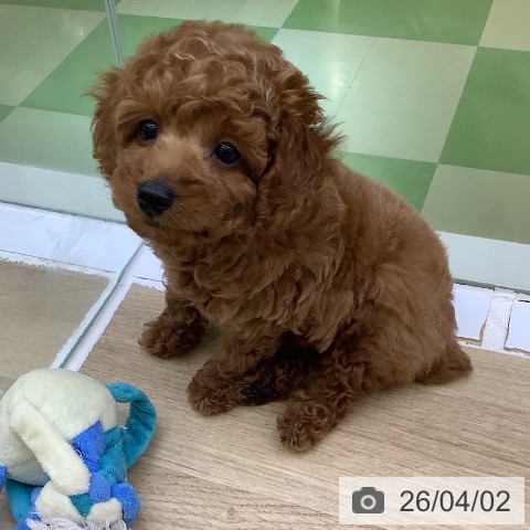 山梨県のトイプードル(トイ) (ペットプラス 甲府昭和店/2026年1月30日生まれ/女の子/レッド)の子犬の3枚目の画像