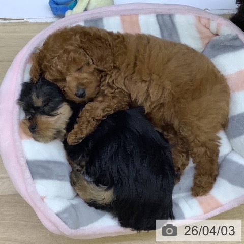 山梨県のトイプードル(トイ) (ペットプラス 甲府昭和店/2026年1月30日生まれ/女の子/レッド)の子犬の3枚目の画像