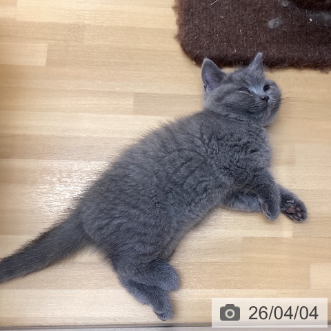 徳島県のブリティッシュショートヘアー (ペットプラス 徳島店/2026年1月23日生まれ/男の子/ブルー)の子猫の4枚目の画像