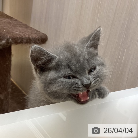 徳島県のブリティッシュショートヘアー (ペットプラス 徳島店/2026年1月23日生まれ/男の子/ブルー)の子猫の3枚目の画像