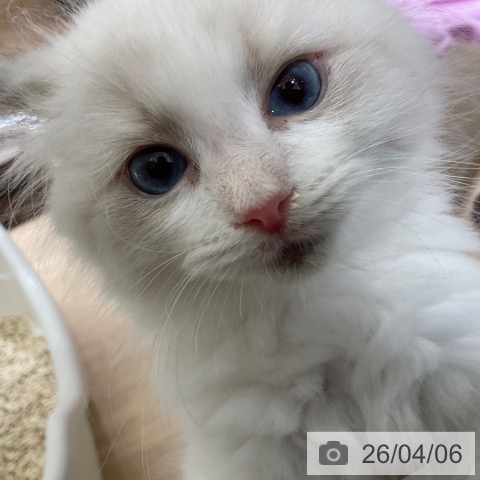 東京都のラグドール (ペットプラス 立川高島屋S.C.店/2026年1月30日生まれ/女の子/ブルーポイントバイカラー)の子猫の4枚目の画像