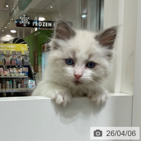 東京都のラグドール (ペットプラス 立川高島屋S.C.店/2026年1月30日生まれ/女の子/ブルーポイントバイカラー)の子猫の3枚目の画像
