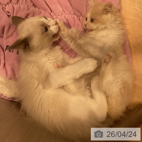 神奈川県のラグドール (ペットプラス 座間店/2026年1月19日生まれ/女の子/ブルーポイントバイカラー)の子猫の4枚目の画像
