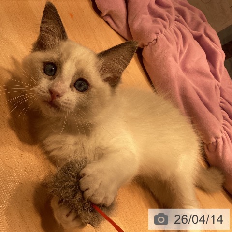 神奈川県のラグドール (ペットプラス 座間店/2026年1月19日生まれ/女の子/ブルーポイントバイカラー)の子猫の3枚目の画像