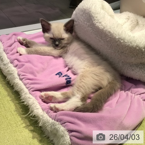 東京都のラグドール (ペットプラス 多摩平の森店/2026年1月30日生まれ/男の子/ブルーポイントミテッド)の子猫の4枚目の画像