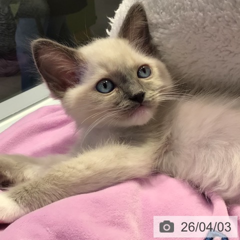東京都のラグドール (ペットプラス 多摩平の森店/2026年1月30日生まれ/男の子/ブルーポイントミテッド)の子猫の3枚目の画像