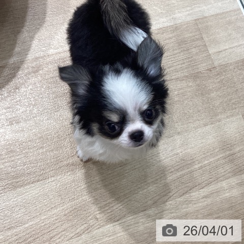 埼玉県のチワワ(ロング) (ペットプラス ピオニウォーク東松山店/2026年1月10日生まれ/男の子/ブラックタンホワイト)の子犬の4枚目の画像