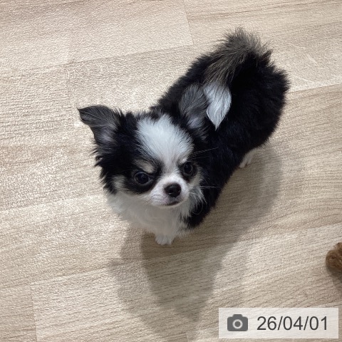 埼玉県のチワワ(ロング) (ペットプラス ピオニウォーク東松山店/2026年1月10日生まれ/男の子/ブラックタンホワイト)の子犬の3枚目の画像