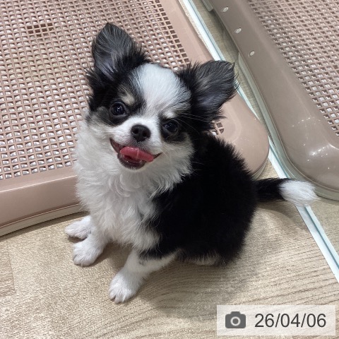 埼玉県のチワワ(ロング) (ペットプラス ピオニウォーク東松山店/2026年1月10日生まれ/男の子/ブラックタンホワイト)の子犬の3枚目の画像