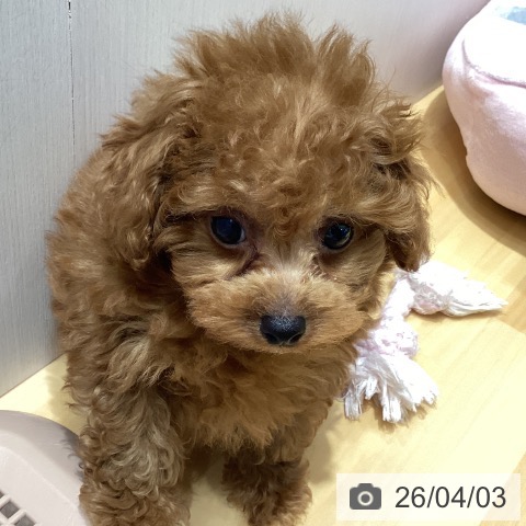 埼玉県のトイプードル(トイ) (ペットプラス 与野店/2026年1月31日生まれ/男の子/レッド)の子犬の4枚目の画像