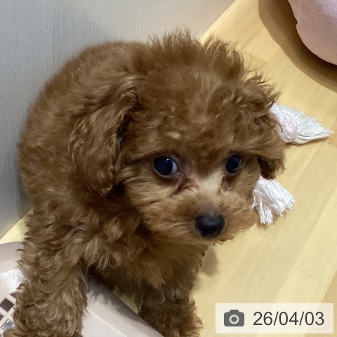 埼玉県のトイプードル(トイ) (ペットプラス 与野店/2026年1月31日生まれ/男の子/レッド)の子犬の3枚目の画像