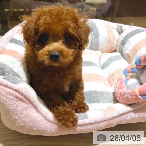 東京都のトイプードル(トイ) (ペットプラス 板橋店/2026年1月31日生まれ/女の子/レッド)の子犬の4枚目の画像