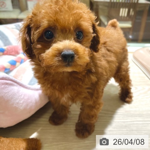 東京都のトイプードル(トイ) (ペットプラス 板橋店/2026年1月31日生まれ/女の子/レッド)の子犬の3枚目の画像